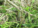 SX24044 Hiding frog in Biesbosch.jpg